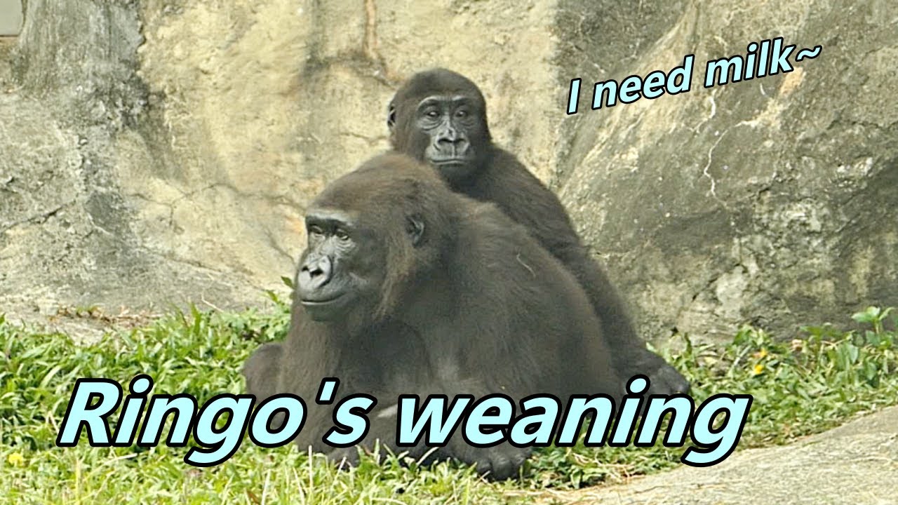 Was gorilla Ringo about time to weaning?😍/小大猩猩Ringo該是時候要進入斷奶期了嗎?