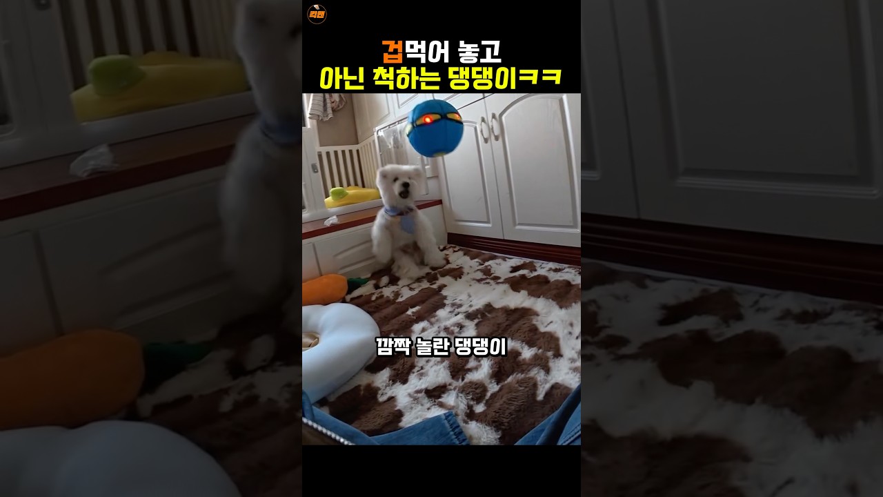 깜짝 놀라놓고 아닌 척하는 댕댕이