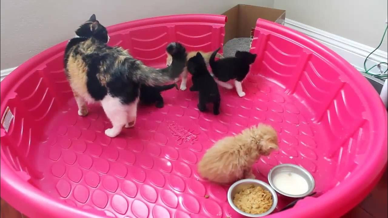 HOW TO LITTER TRAIN WEANING KITTENS YouTube