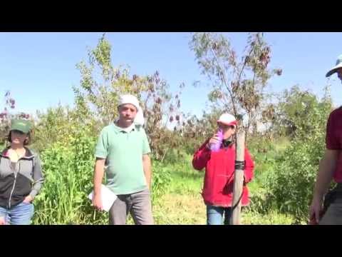 וִידֵאוֹ: אינפורמציה על כתר ענבים - טיפול בענבים עם כתר גל