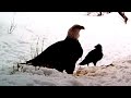 Cheeky ravens repeatedly pull on bald eagle's tail