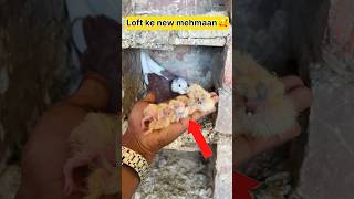 Loft me dher sare new Guest aagye 🕊️🤩 #shorts #viral