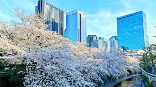 Beautiful Kanda River Cherry Blossoms in Nakano, Tokyo, Japan!
