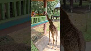 Con Gì Cổ Dài Vậy Cha