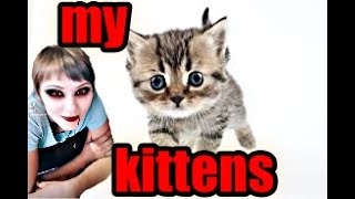 cat music live 2021| my kittens - kittens playing - my kittens playing by animal house in the village 1 view 2 years ago 5 minutes, 57 seconds