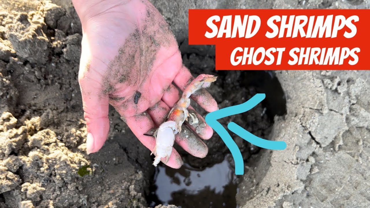 How to Find and Dig Sand Shrimps / Ghost Shrimps