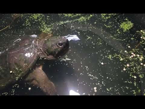 Snapping Turtle Growls For The Camera & Almost Bites Camera Man!