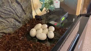First clutch of eggs for our Lightning Pied Project!