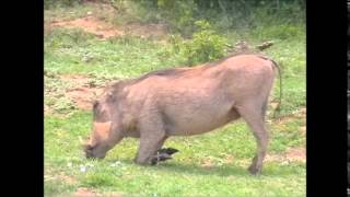 Warthog Eating Gr
