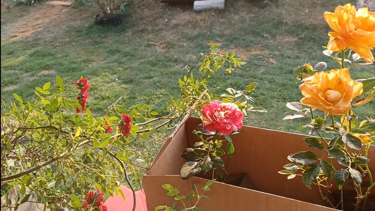 Comprei muda de rosa trepadeira e outras também 🌹🌹