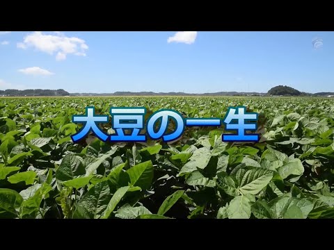 大豆の一生