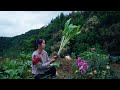 Growing Giant Swiss Chard from Sowing to Harvest!