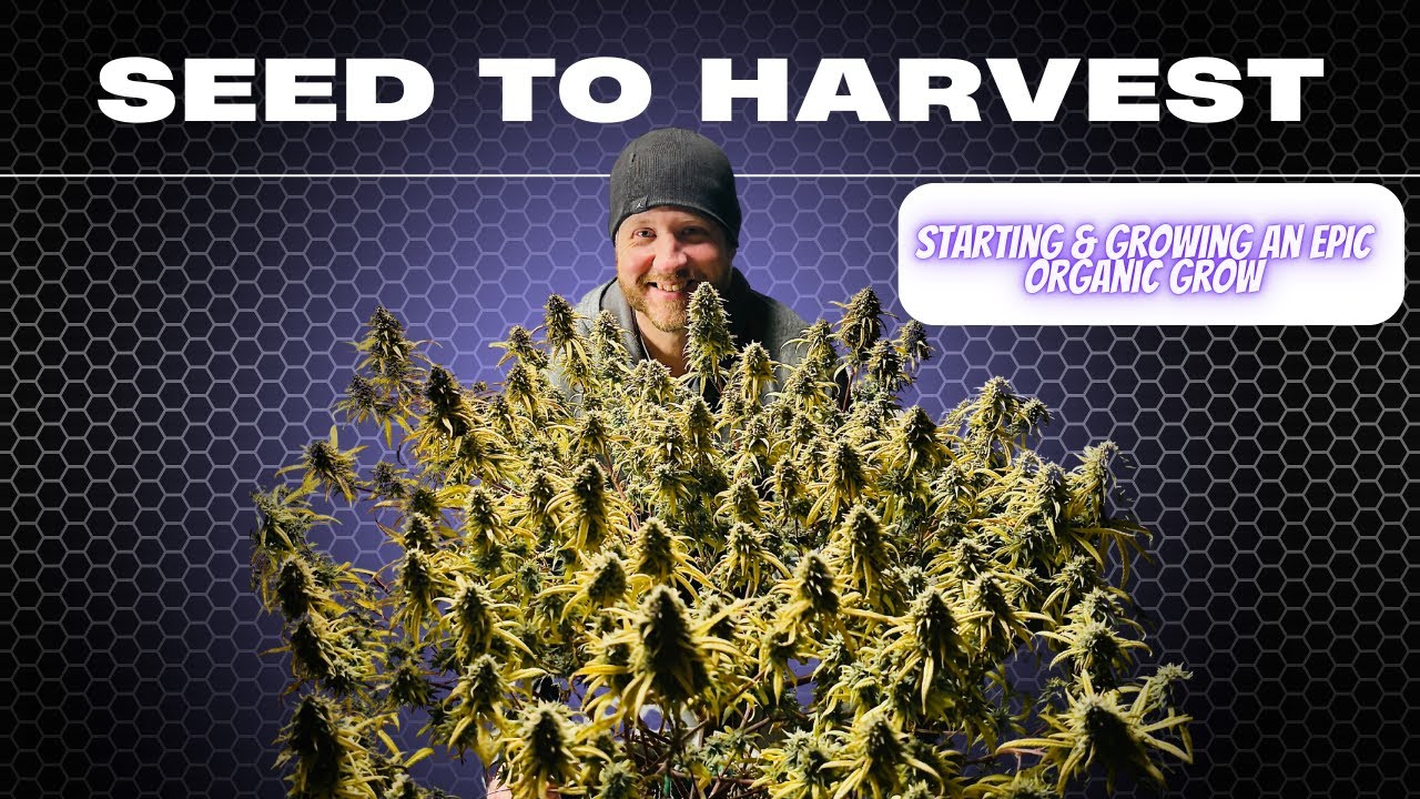 I Grew Cannabis From SEED To Harvest With TOP Tips