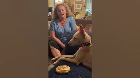 How to get your Podenco to sleep.