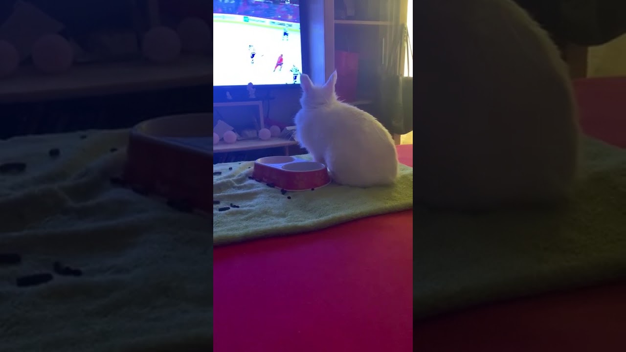 Tiktok If Your Happy And You Know It