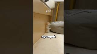 Mocha Disuruh Tidur Tapi Malah Kabur 😹