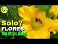  porque mi zapallo solo da flores macho  masculinas 