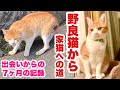 ボロボロの野良猫を保護してからの7ヶ月の記録【野良猫から家猫への道】