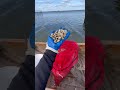Planting Baby Clams Is Always Fun Clamming Claming Clams Clam Planting Baby Clams Is Always Fun Clamming Claming Clams Clam