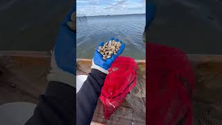 Planting baby clams is always fun! #clamming #claming #clams #clam