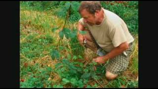 Hops Pruning