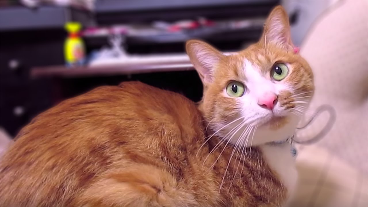 funny cats sleeping in weird positions compilation 2014 funnyplox ナデナデして欲しいな〜しっぽの付根を触られコケる茶トラ猫「マック」Cat which it consumes a surprise, and falls over last.