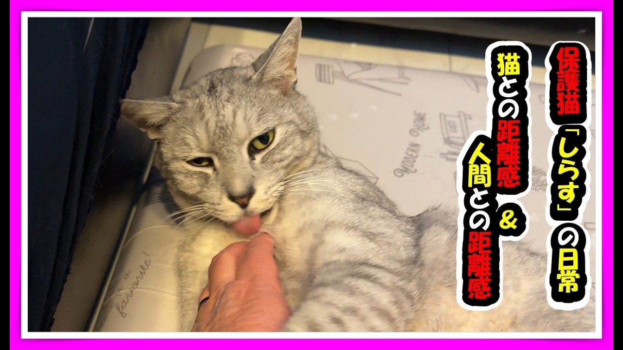 【保護猫😺「しらす」の日常】①　お外生活でも猫嫌いだった「しらす」くん。保護猫生活の中で家猫達との距離感は...　臆病な性格で人間も好き嫌いが激しかった猫だったので..　その現状は　　#猫
