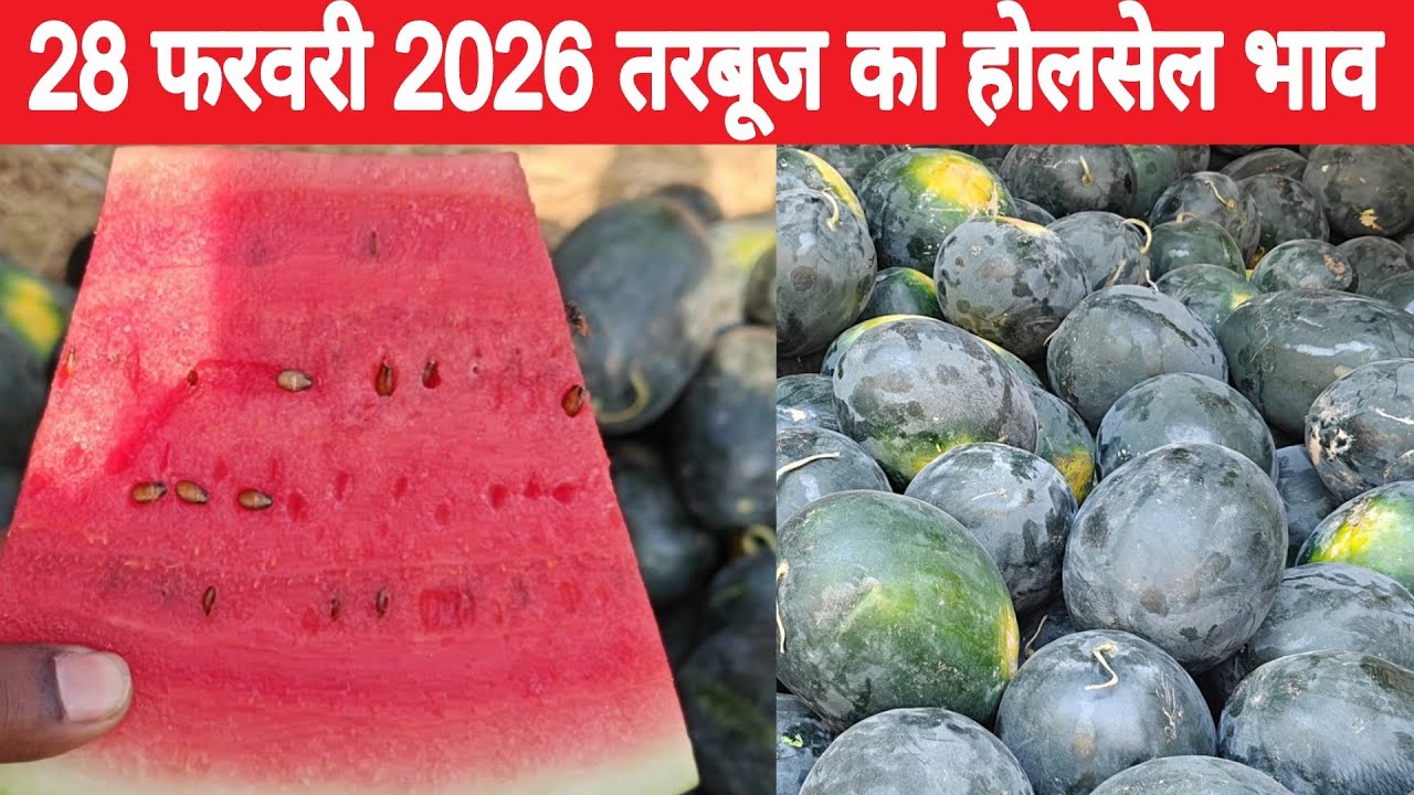 तरबूज का थोक भाव | Summer fruit |Today watermelon price | Summer fruit very cheapest price #mandi