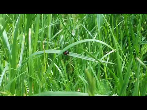 Bube Srbije-Azijska bubamara (Harmonia axyridis f. conspicua)