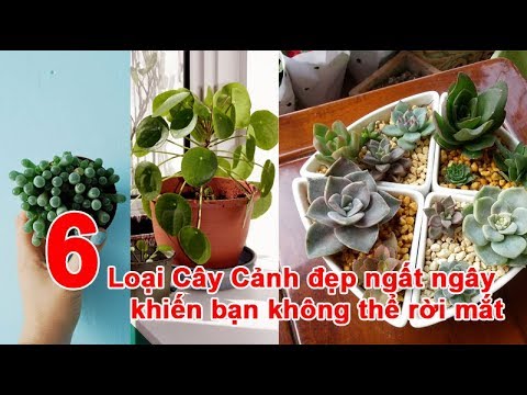 Video 6 Loại Cây Cảnh đẹp ngất ngây khiến bạn không thể rời... - youtube