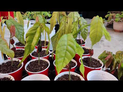 Video: Growing Seedlings At Home. Part 3