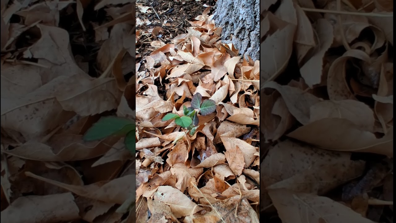 Гороховый куст пророс в январе?! 😲🌱