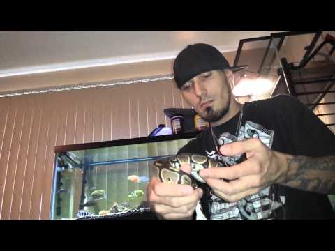 8/2/14 - BALL PYTHON