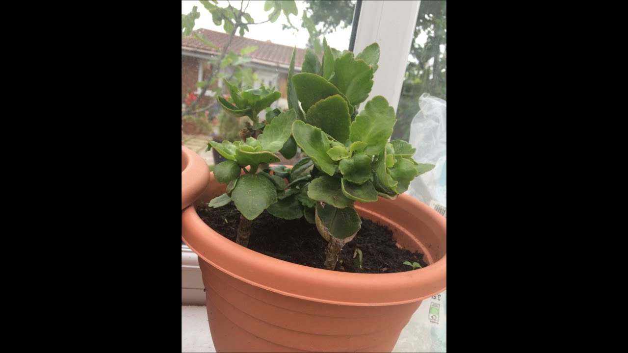 How to easy root Kalanchoe Plant