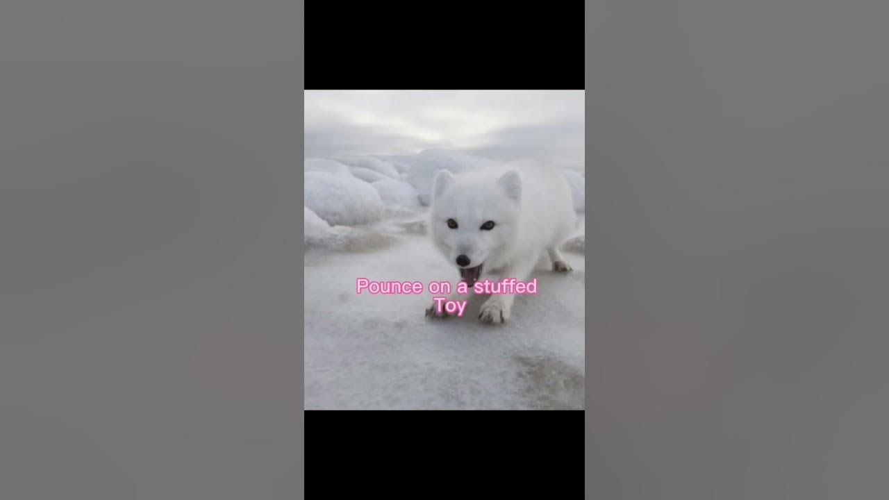 Arctic fox therian tips for @popitsdiy5079 #fypシ #quadrobics #therian #