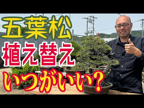 When is the Best Time to Repot a Japanese White Pine? [Bonsai