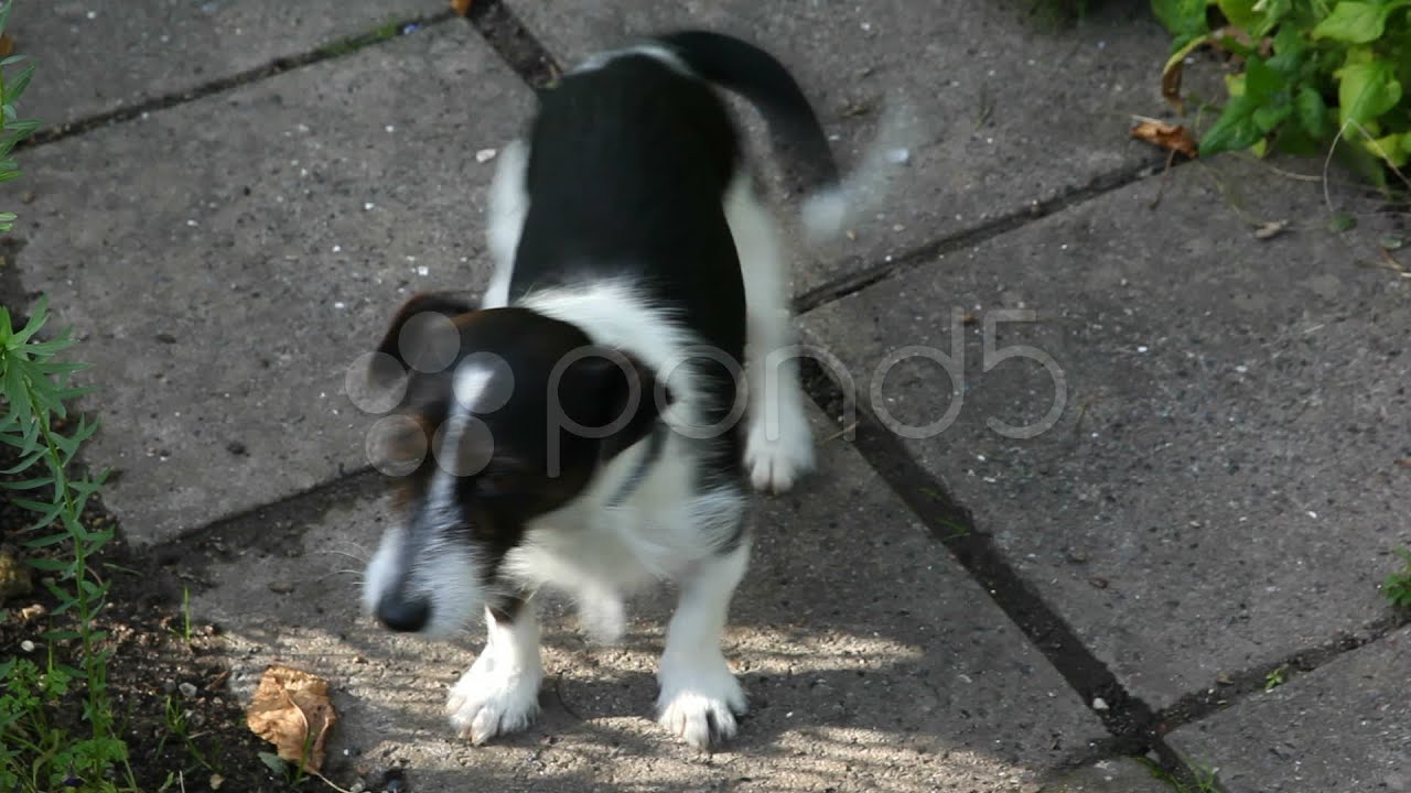 Happy Dog. Stock Footage
