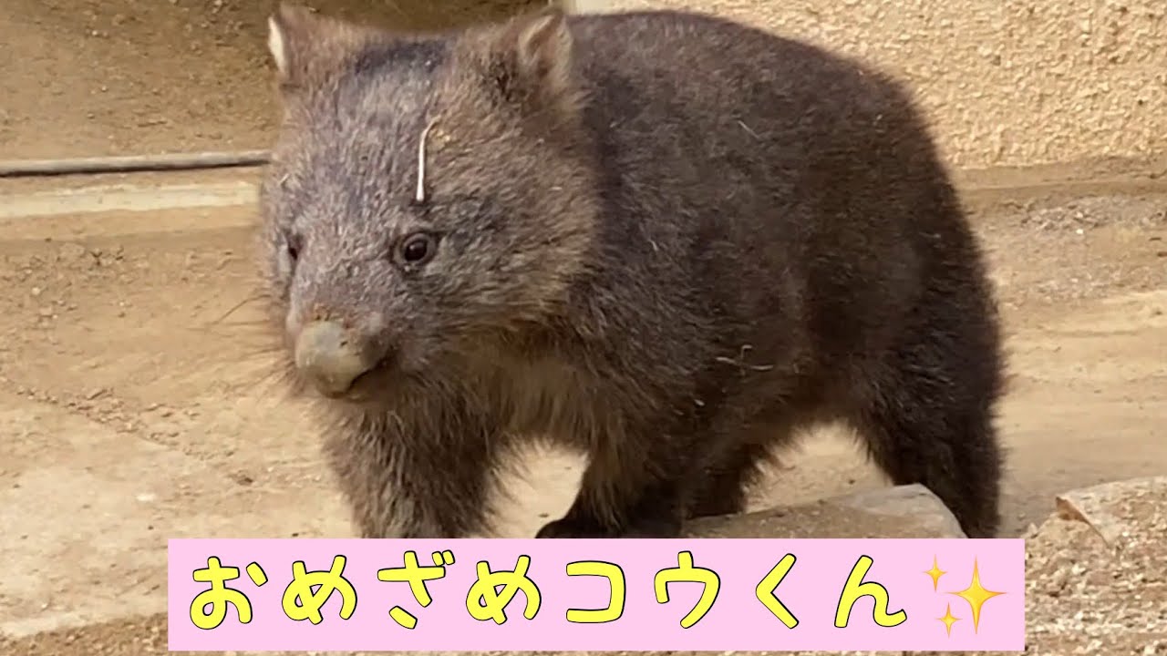 ウォンバット おめざめコウくん Youtube