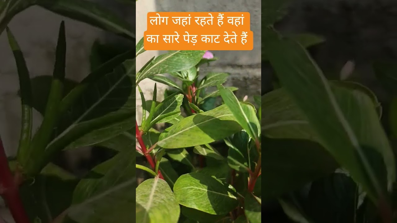 लोग जहां रहते हैं वहां का सारे पेड़ काट देते है 