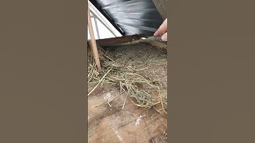 Cleaning the nesting boxes part 1