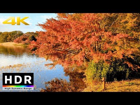 【4K HDR】Tokyo Fall Leaves - Showa Kinen Park