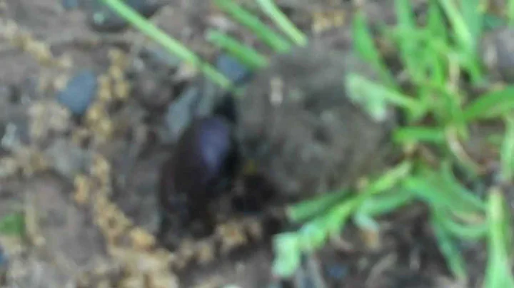 dung beetle and his doo doo ball.MP4