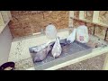 Back In The Hobby : Raising Roller/Tumbler pigeons has Begun!!!