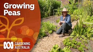 How to propagate peas and prevent pests | Gardening 101 | Gardening Australia