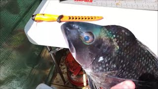 Seabass And Flounder  Offshore Wreck Fishing In Ocean City Maryland #saltwaterfishing #oceancitymd
