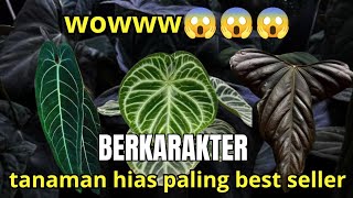 WOWWWW TANAMAN HIAS TERBARU HARGA MURAH. ‼️😱😱😱 CEPET CEPETAN GUYS STOK TERBATASSS. ‼️