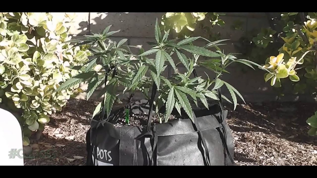 LCS Day 29 Lets Get Interactive OGs