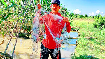 Giăng lưới đánh bắt bầy cá sặc nhưng lại dính bầy cá rô phi | Cơm Chiều Miền Tây