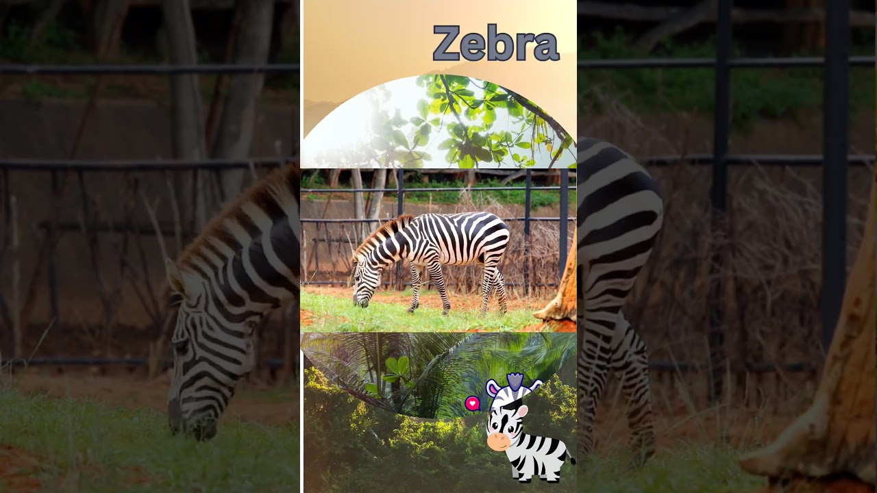 Zebra Fun Facts for Toddlers|
