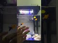 My new favorite 🤩 🐠 fishes